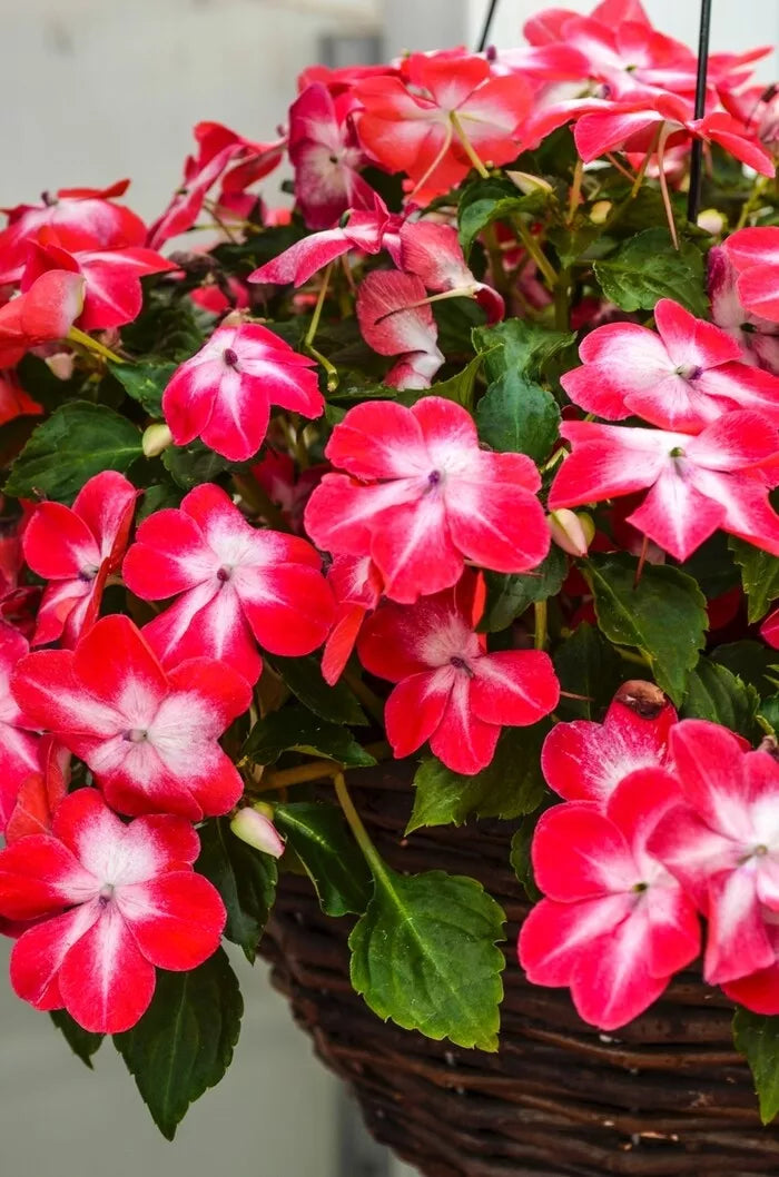 Impatiens Seeds 100 Pack - Super Elfin XP Red Starburst - Walleriana - Shade-Tolerant Flowering Plant