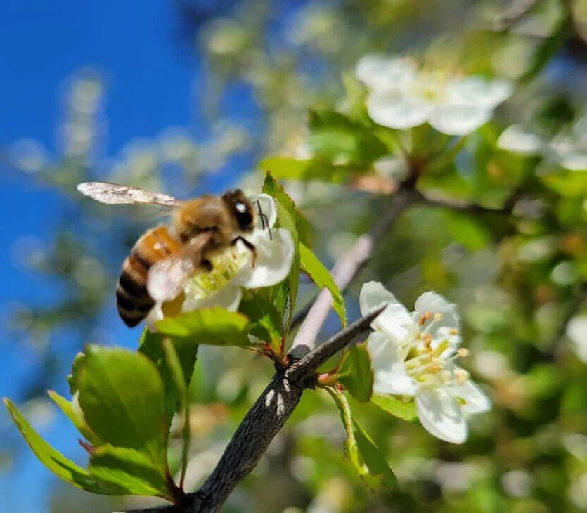Littlehip Hawthorn Seeds | 5 Seeds | Crataegus spathulata | Florida Native Tree