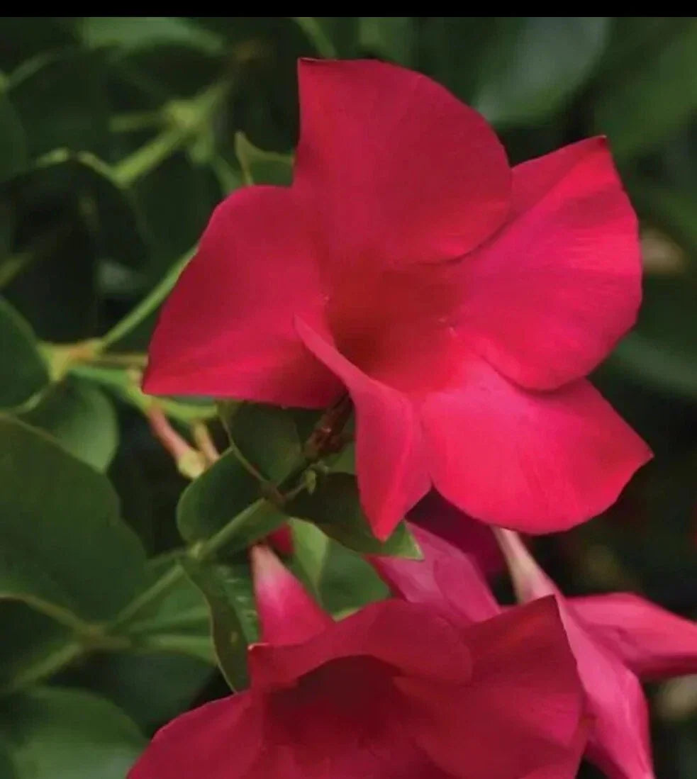 Mandevilla Tourmaline Fuchsia Live Plant Plugs - Climbing Flowering Vines for Outdoor Gardens