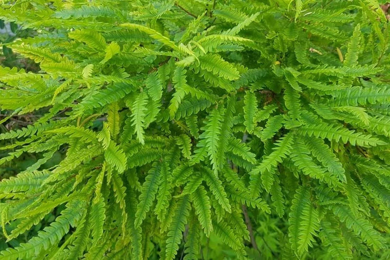 Sweet Fern Bare Root Plant – Live Shrub, 18+ Inches, Comptonia peregrina, Fragrant Fern-like Leaves, Zones 2-6