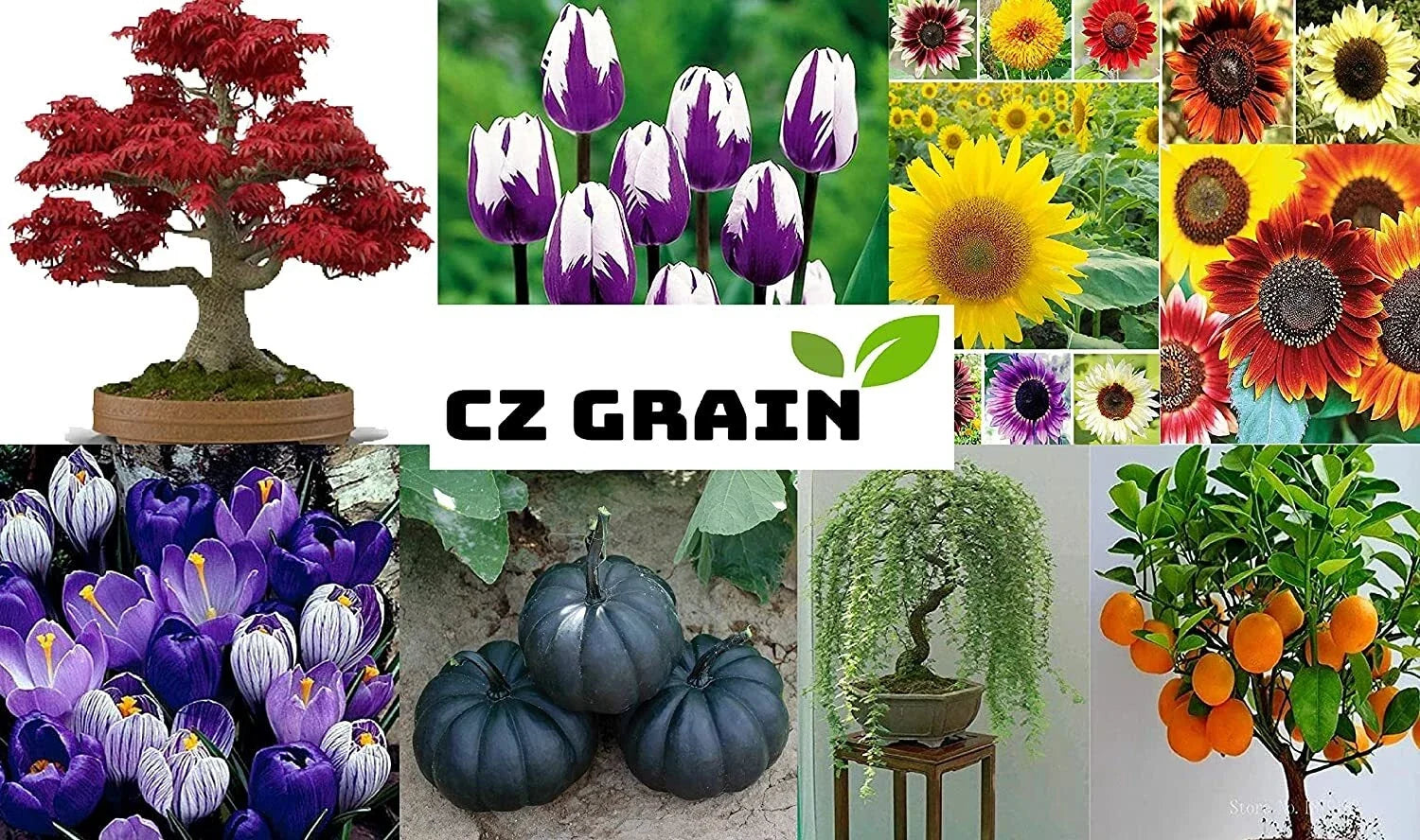 Sunflower Seeds Mix 200+ Non-GMO Helianthus annuus Garden Seeds for Pollinators and Bright Colors