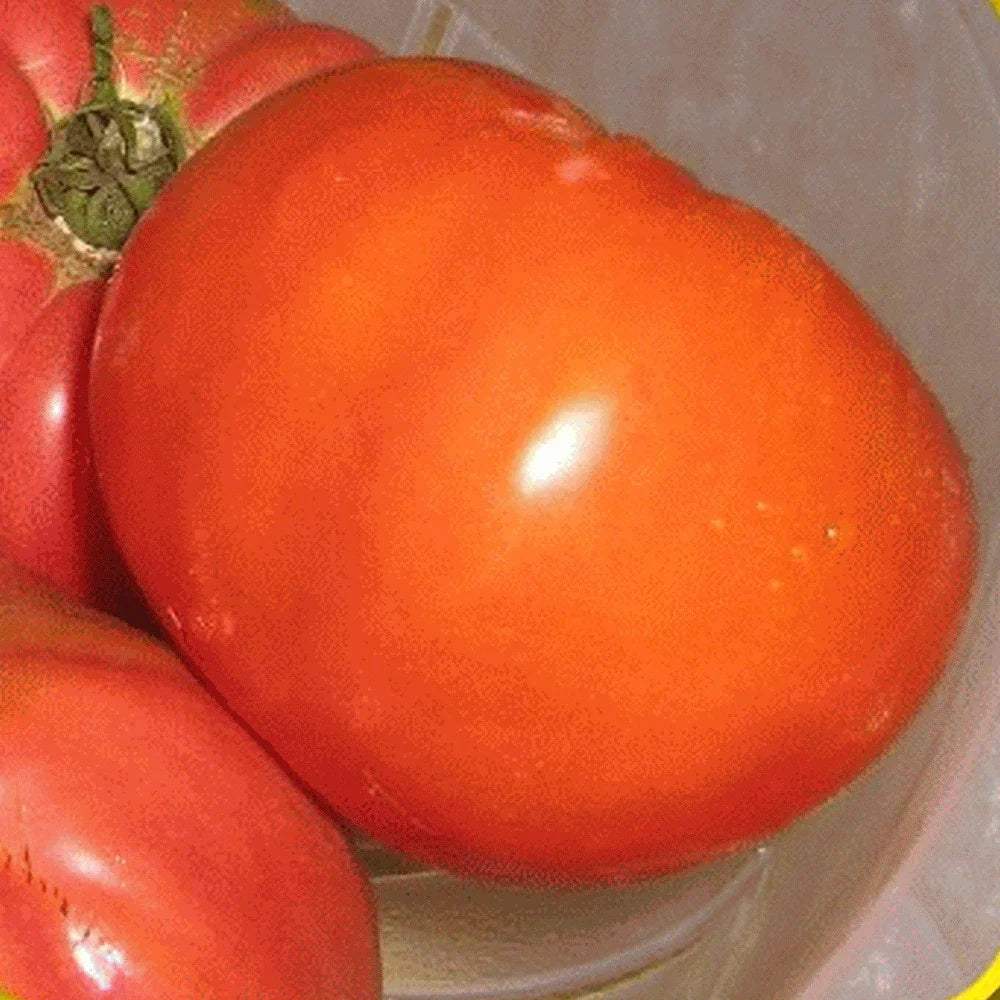 Giant Belgian Pink Tomato Seeds - Heirloom Solanum lycopersicum, Large Pink Juicy Fruit, Organic, Home Garden, Non-GMO, 25 Seeds