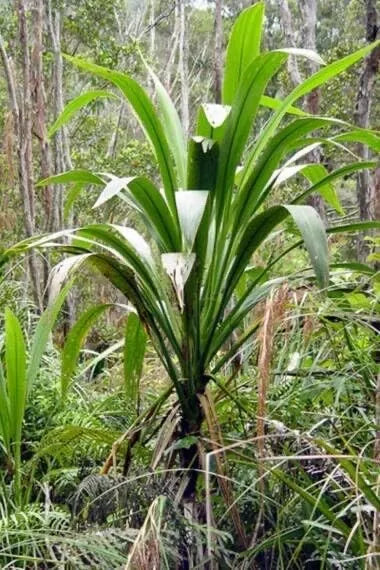 Forest Cabbage Palm Tree Seeds - Cordyline banksii - Tropical Garden Landscaping Seeds for Gardens and Landscapes