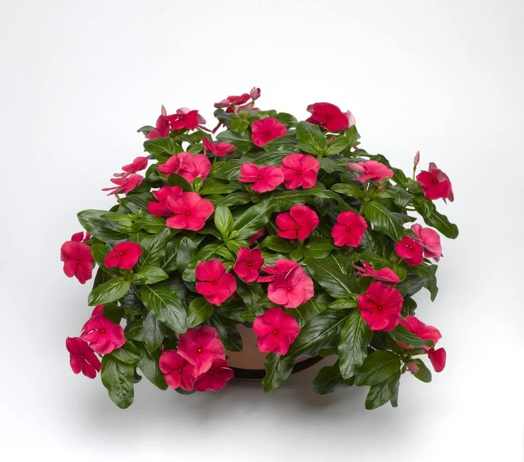 Vinca Sunsplash Cherry Seeds 500 Pack - Catharanthus roseus, Bright Red Flowers, Garden Seeds