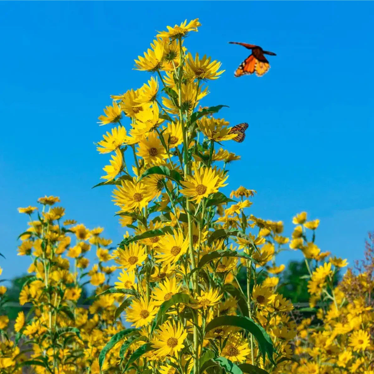 Maximilian Sunflower Seeds | 300+ Non-GMO Perennial Helianthus maximiliani