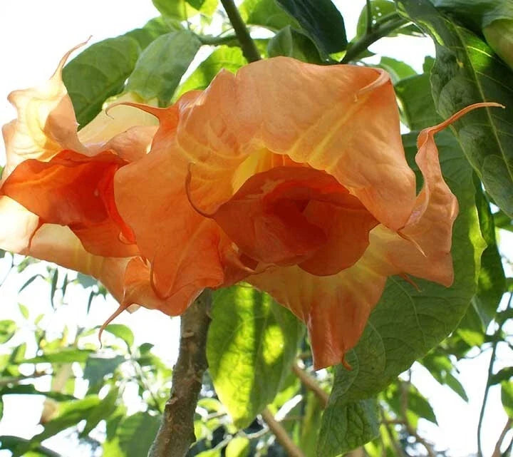 Brugmansia Angel Trumpet Seeds - 10 Pack - Fragrant Tropical Flower Seeds - Datura spp. - USA Grown