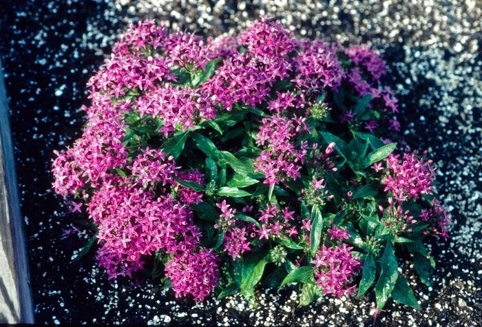 Pentas Seeds 100 Count | New Look Violet Pentas lanceolata Flowering Plant for Garden & Landscape