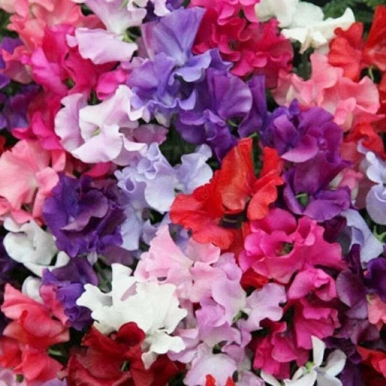 Mammoth Mix Sweet Pea Seeds - 25 Pack, Climbing Annual Flower for Bees & Butterflies, Lathyrus odoratus