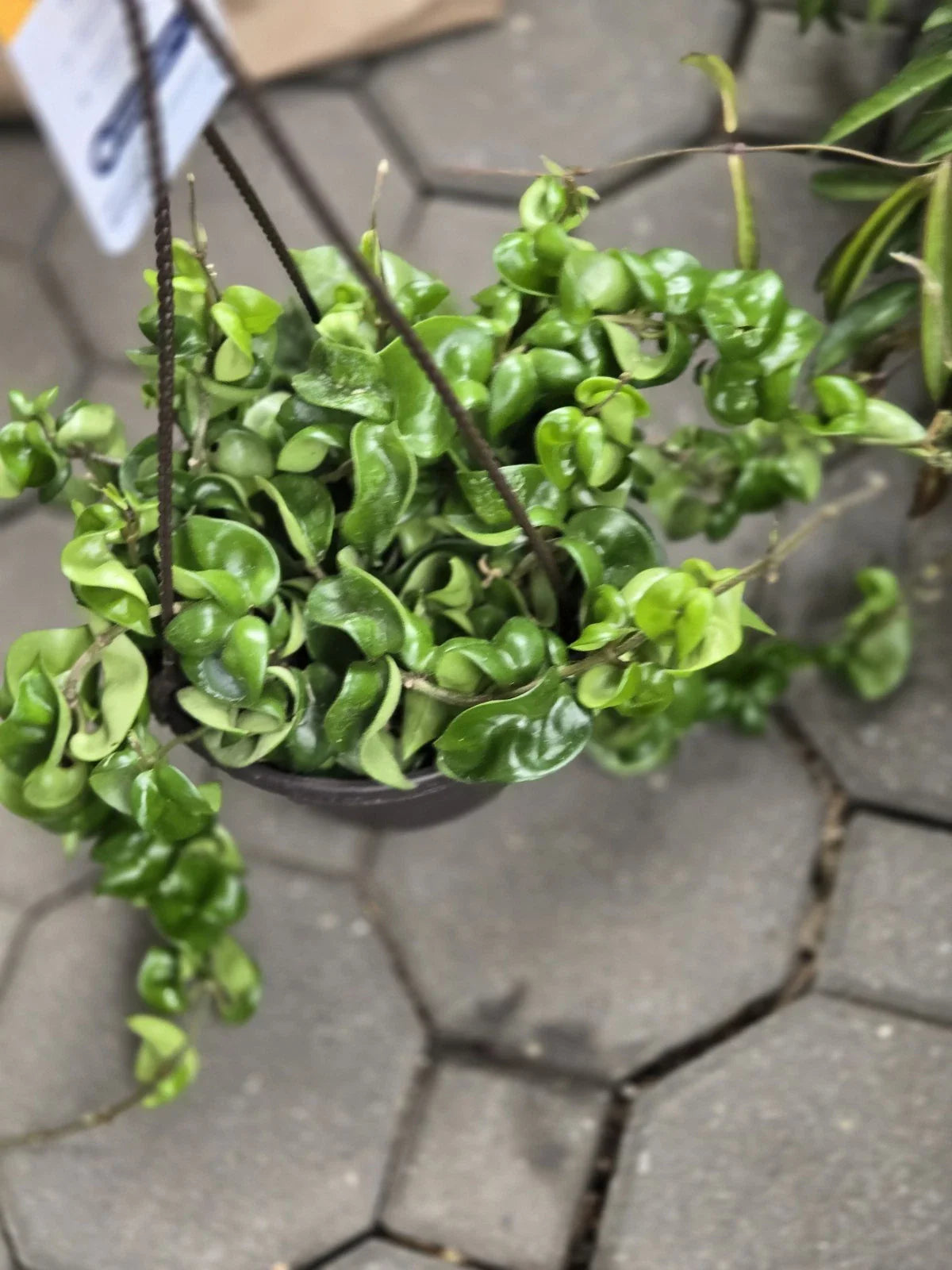 Hoya Hindu Rope Plant Cutting - Wax Plant, Hoya carnosa 'Compacta' Indoor Houseplant, Trailing Succulent Greenery