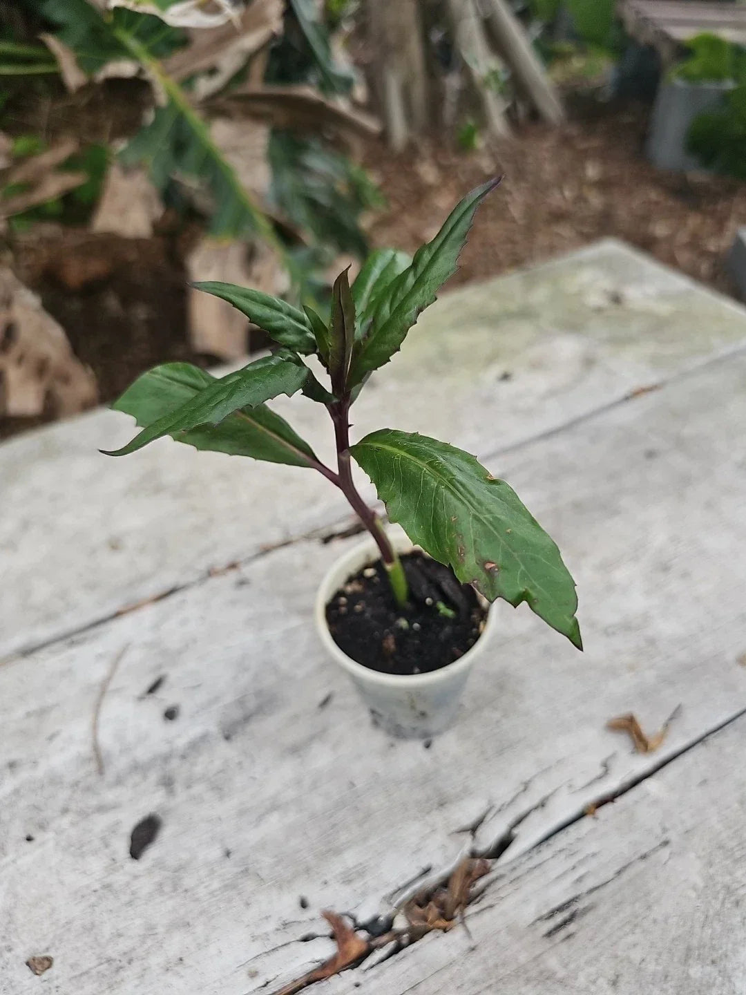 Okinawa Spinach Live Starter Plant 4" - Gynura Crepioides Edible Vegetable for Food Forest