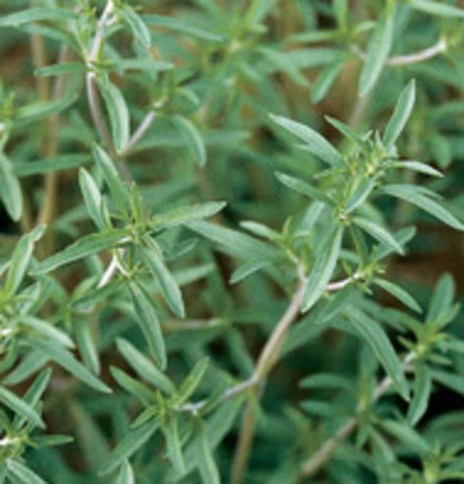 Summer Savory Herb Seeds - 500+ Seeds, Satureja hortensis, Culinary Herb for Cooking & Gardening