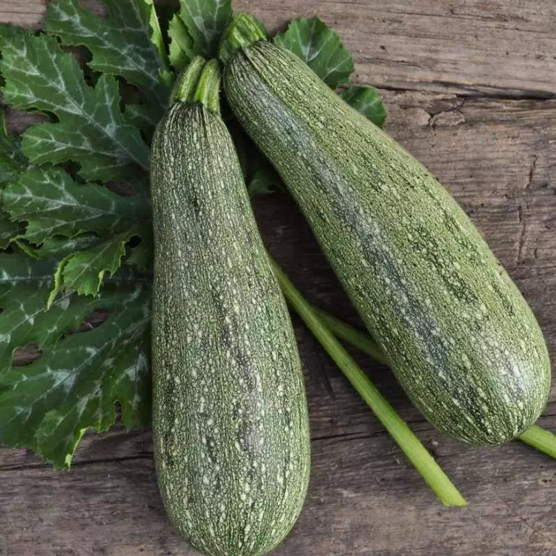 Grey Zucchini Summer Squash Seeds - Mexican Grey Squash, Lebanese Variety, Heirloom Cucurbita pepo
