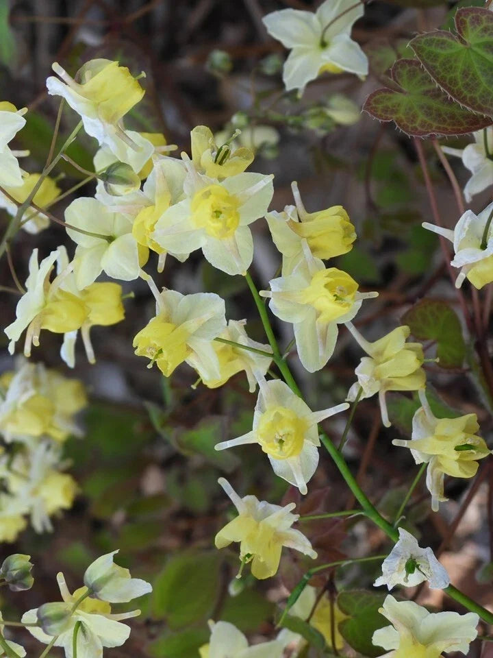 Epimedium versicolor 'Sulphureum' Fairy Wings Plant – Shade Perennial with Yellow Flowers, Ground Cover for Gardens, Potted Plant