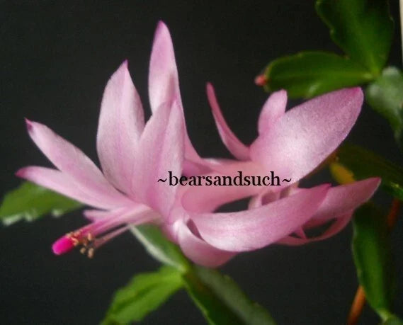 Schlumbergera Exotica Agnetha Christmas Cactus Starter Plant - Indoor Houseplant