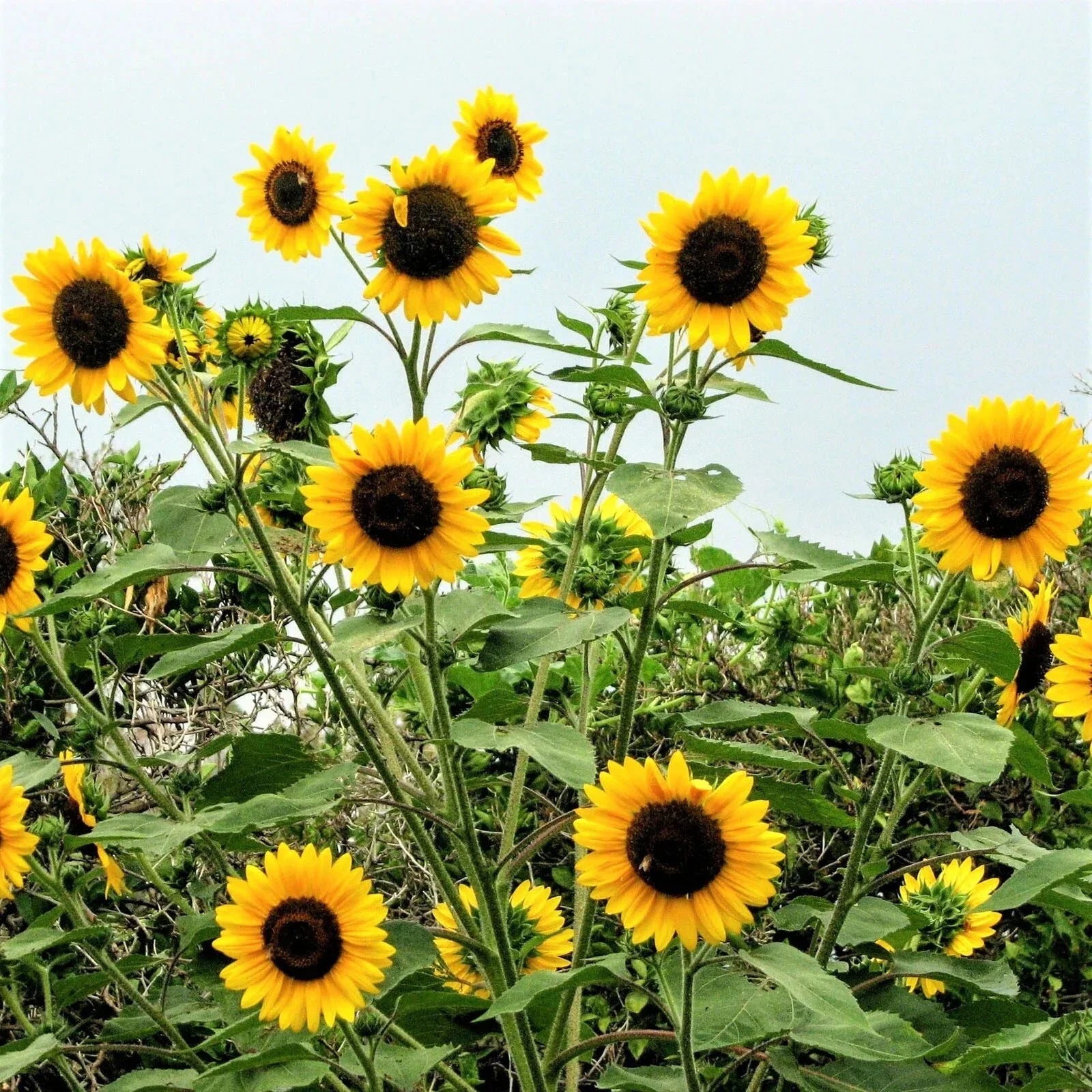 Sunflower Seeds - Henry Wilde Yellow - Multiple Blooms - Attracts Birds, Bees & Butterflies - 100 Seeds - Helianthus annuus