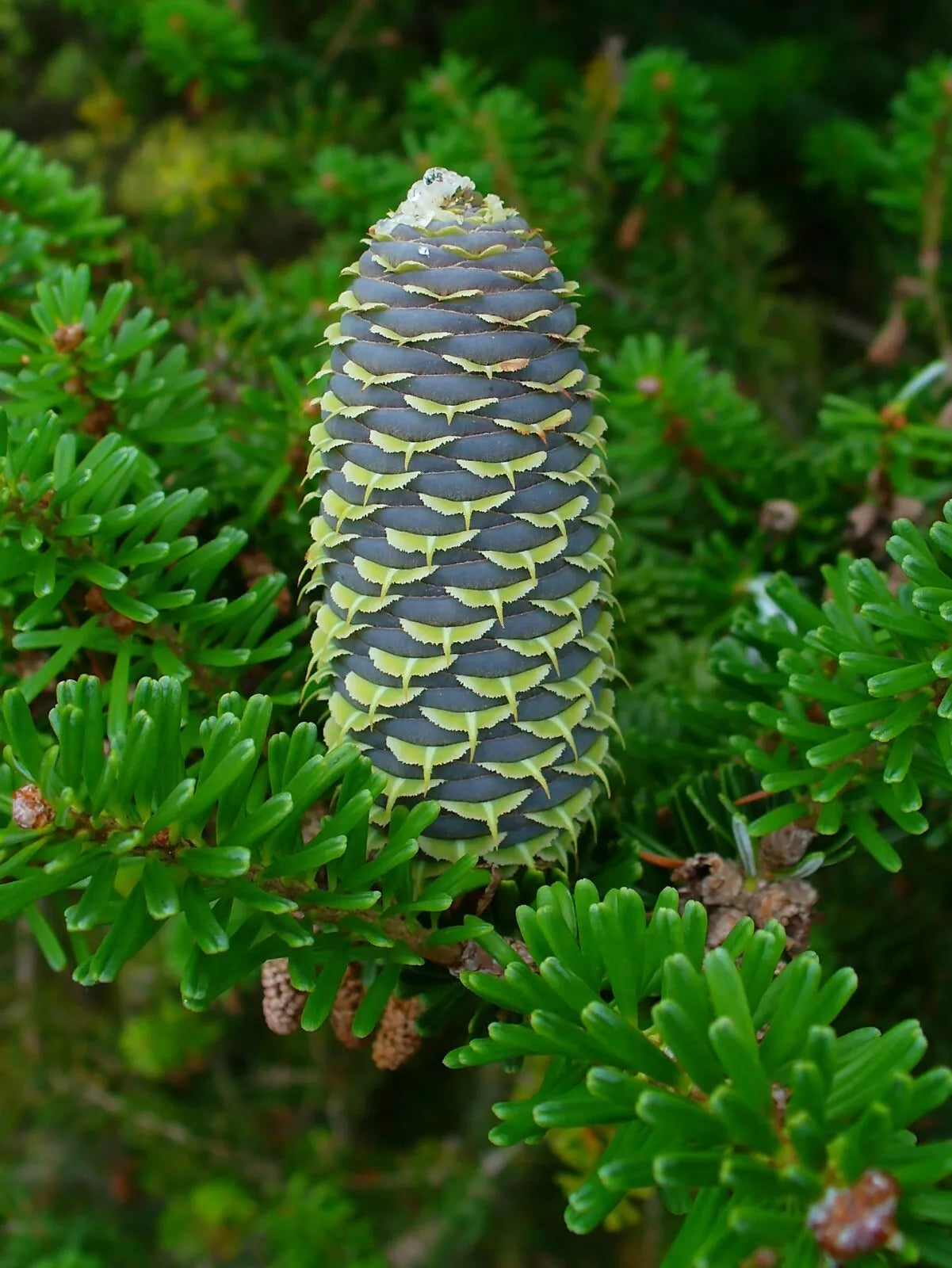Korean Fir Seeds 20 Count - Abies koreana Evergreen Conifer Tree for Gardens