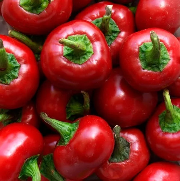 Red Cherry Hot Pepper Seeds - Non-GMO Organic Heirloom Pimenta Capsicum annuum, 60+ Seeds for Spicy Culinary Use