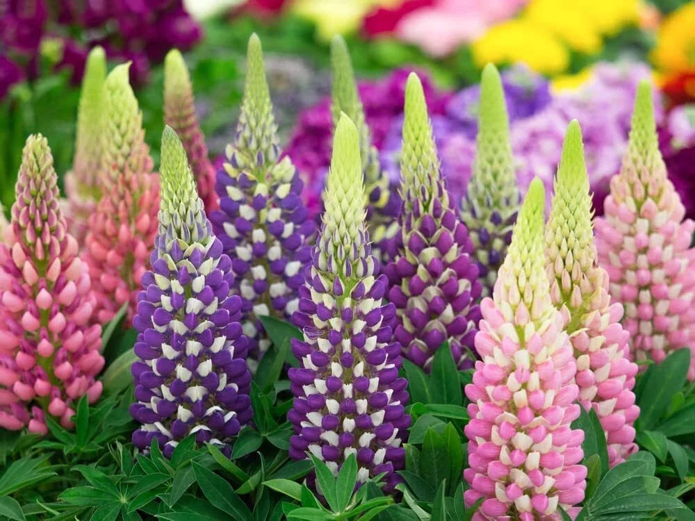 Russell Lupine Flower Seeds - 200+ Lupinus polyphyllus Wildflower Seeds for Garden, Pollinator Attracting, Easy to Grow