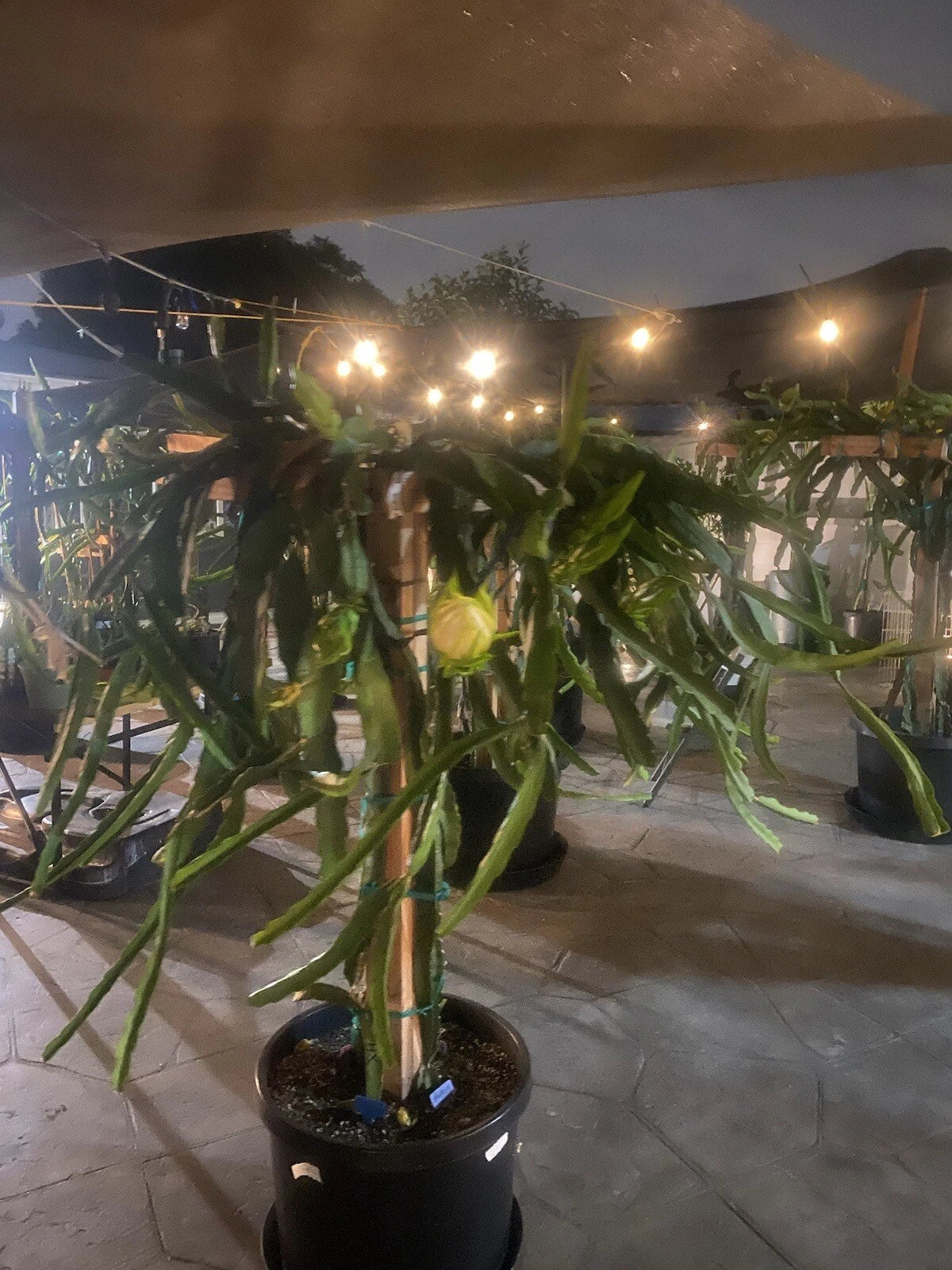 Dragon Fruit Cuttings 8-10 Inches Long, Pitaya Hylocereus undatus, Propagation Planting Material, 12 Pack