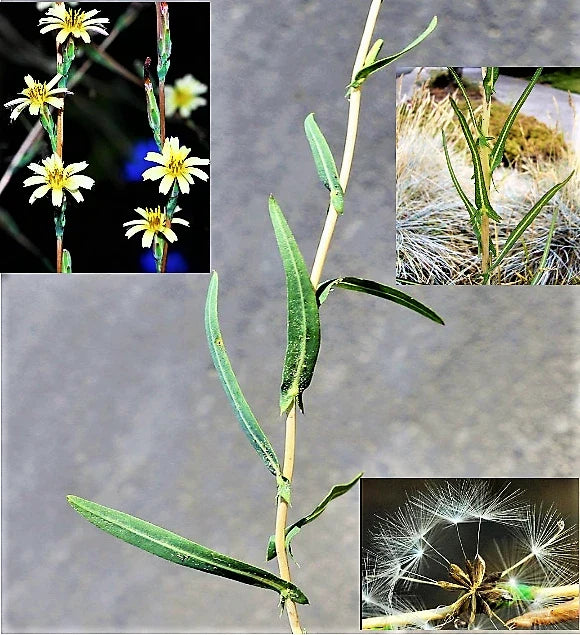 Willowleaf Lettuce Seeds - Lactuca saligna, Wild Medicinal Herb, Edible & Herbal Garden Seeds, 30 Non-GMO Seeds