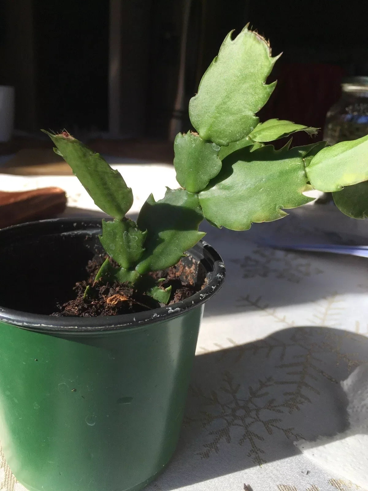 Christmas Cactus Plant, 2-Year-Old Well-Rooted Potted Schlumbergera truncata Fuchsia Color
