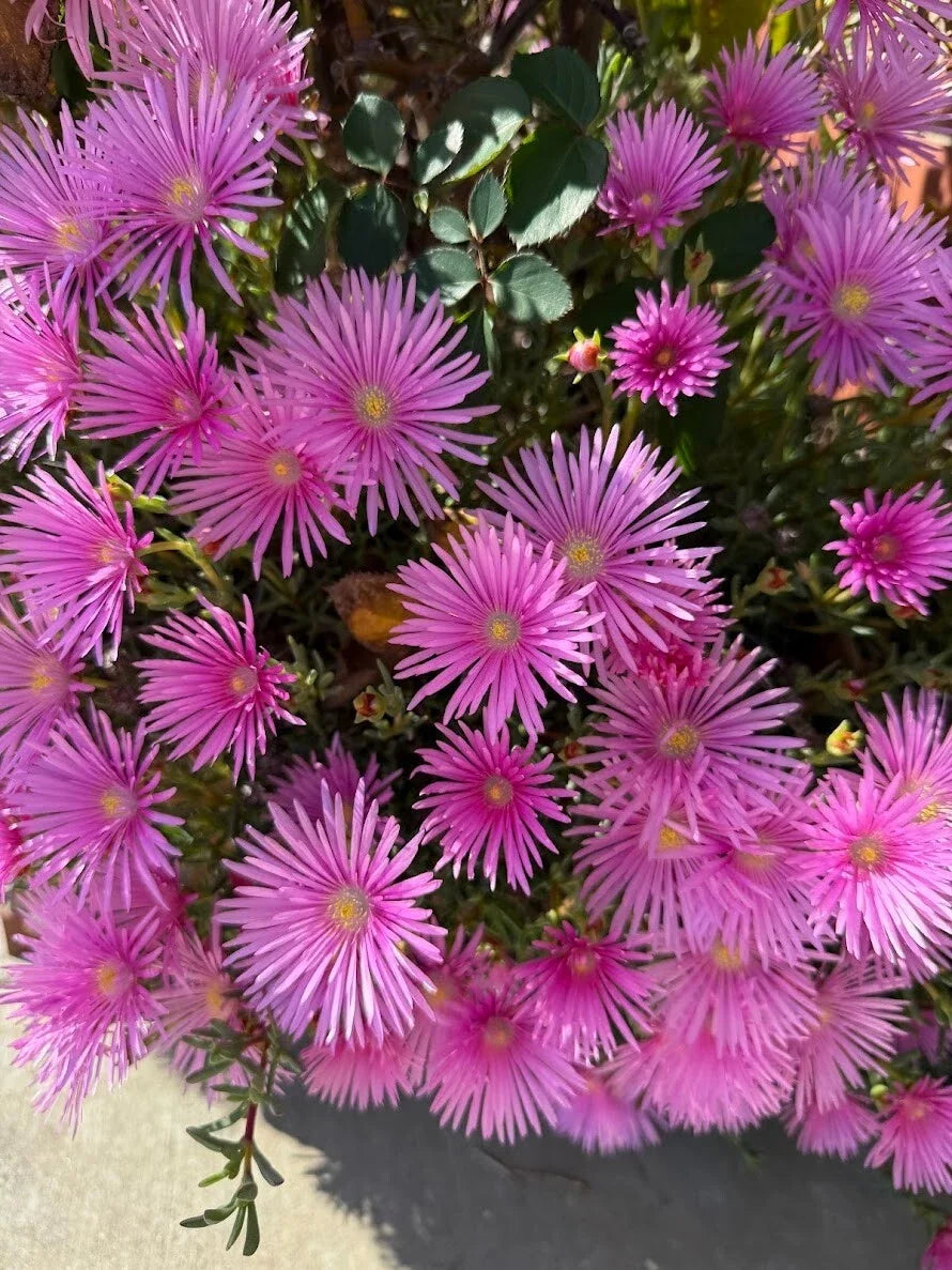 Magenta Ice Plant Cuttings 10x Delosperma Cooperi Hardy Ground Cover Succulent for Gardens and Landscaping