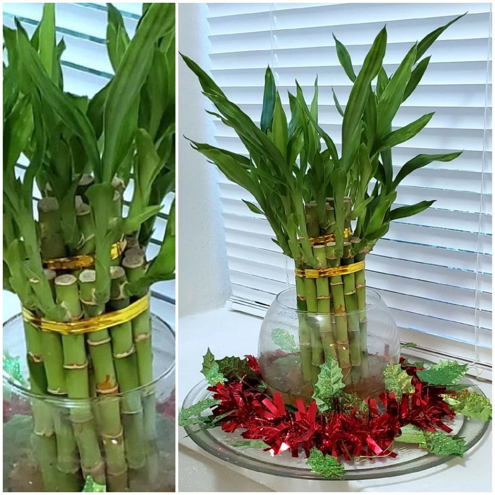 8" Lucky Bamboo Plant Set – 6 Healthy Dracaena sanderiana Stalks for Feng Shui, Home & Office Decor, Gift