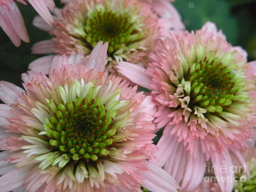 50 Double Pink Green Coneflower Seeds - Echinacea Purpurea Perennial Flowers - USA Grown