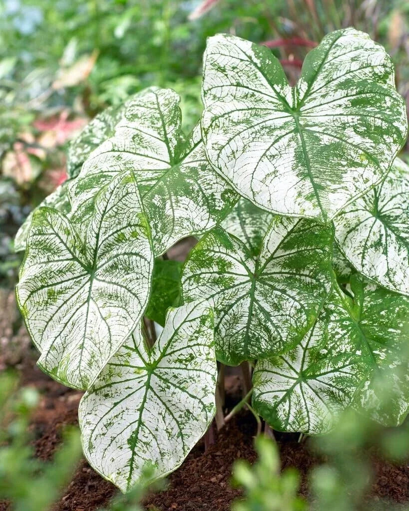 Caladium Bulbs 12 Pack White Candidum Perennial Planting Bulbs Caladium bicolor