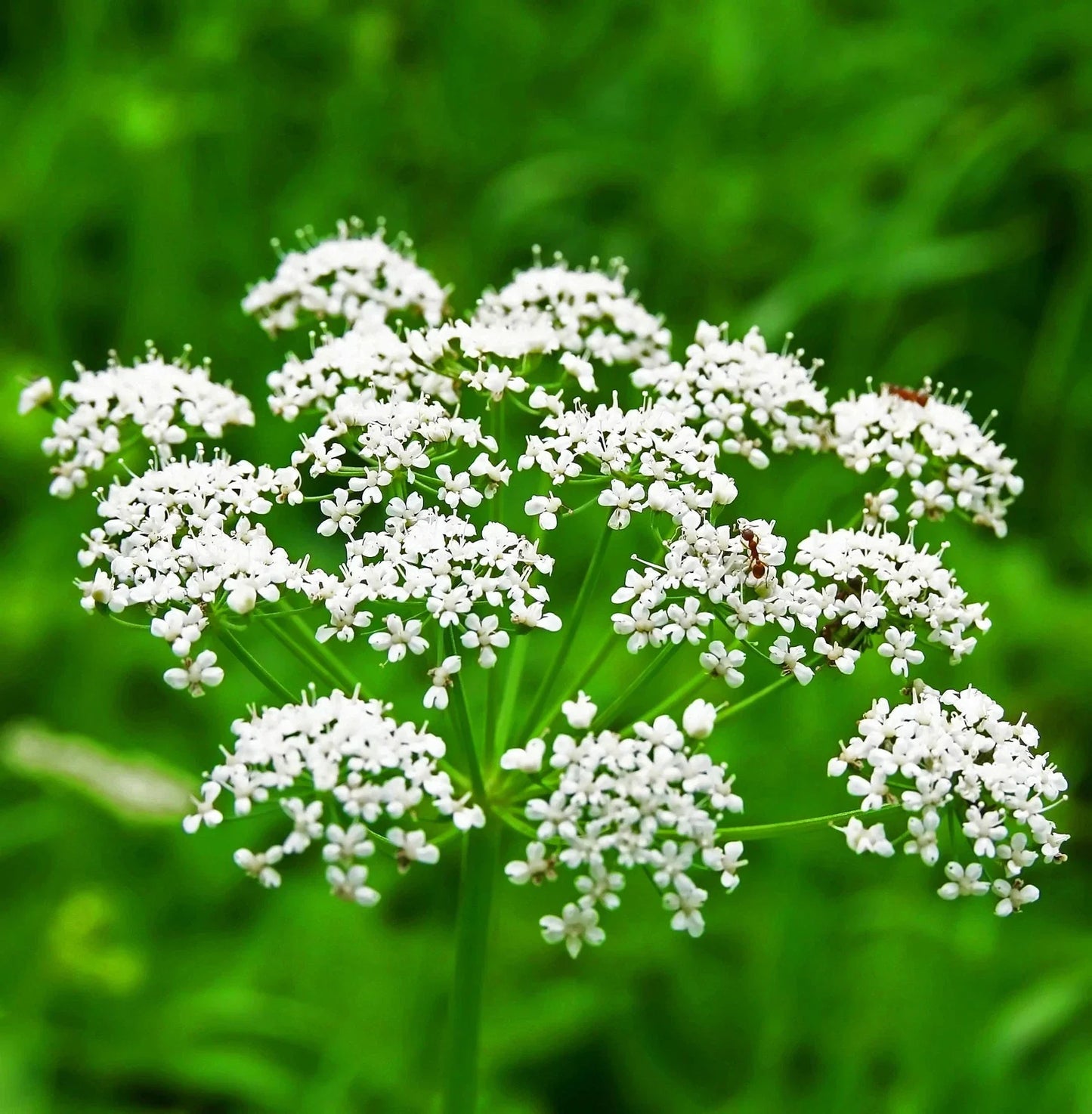 Non-GMO Anise Seeds for Culinary Use, Herb Seeds, Pimpinella anisum, Organic, Packaged with Tracking