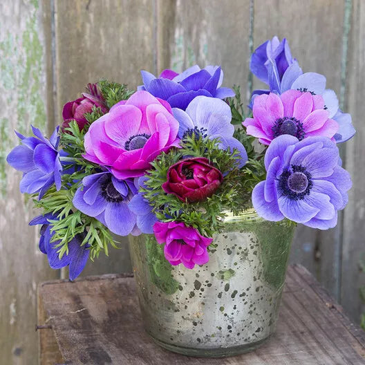 Anemone de Caen Seeds 30 Pack - Blue Poppy & Red Rose Varieties - Anemone coronaria - Perennial Flower for Borders & Containers