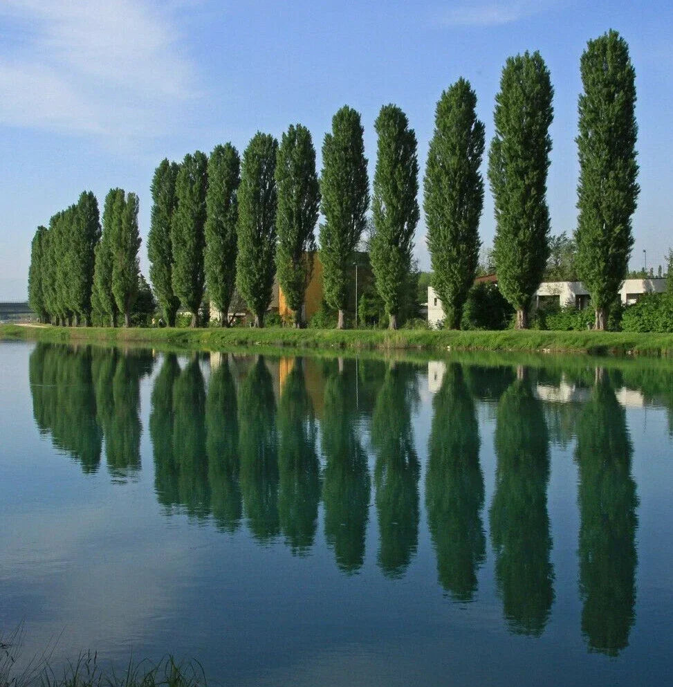 Populus nigra ‘Afghanica’ Theves Poplar Tree Cuttings - 5 Easy-to-Root 6-8 Inch Cuttings for Fast Growing Shade Trees