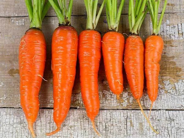 Kuroda Carrot Seeds - Organic Heirloom Daucus carota Vegetable Seeds