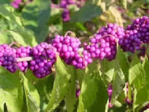 American Beauty Berry Seeds - Callicarpa americana - Vibrant Purple Berries - Native Shrub for Garden, 25 Seeds