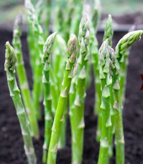 Asparagus Seeds Pack 50 Count Mary Washington Perennial Vegetable Heavy Yields Asparagus officinalis