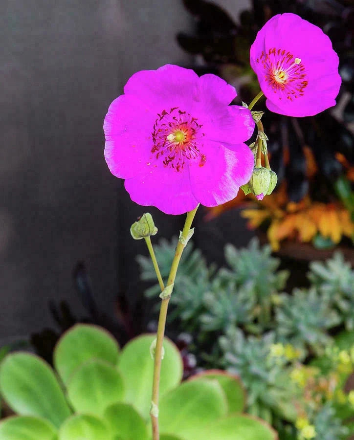 Calandrinia Spectabilis Rock Purslane 5" Unrooted Cuttings, Drought-Tolerant Ground Cover, Bright Magenta Flowers, Full Sun