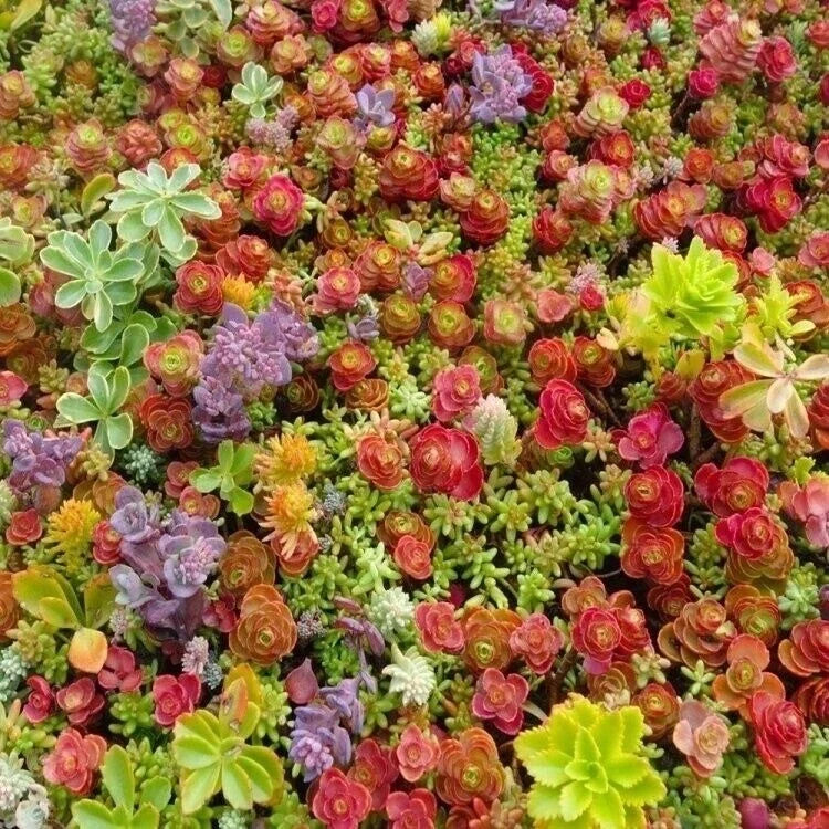 Mixed Sedum Seeds Pack - Groundcover Succulent Variety - Stonecrop - Drought Tolerant, Low Maintenance, USA Shipping