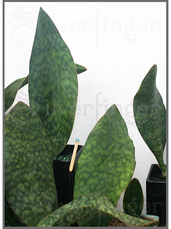 Sansevieria Masoniana Plant - Masons Congo Paddle - Indoor Houseplant with Robust Roots & Unique Paddle Leaves