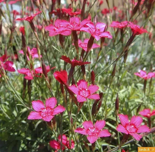 500 Seeds Maiden Pinks Perennial Flower Dianthus deltoides GroCo USA