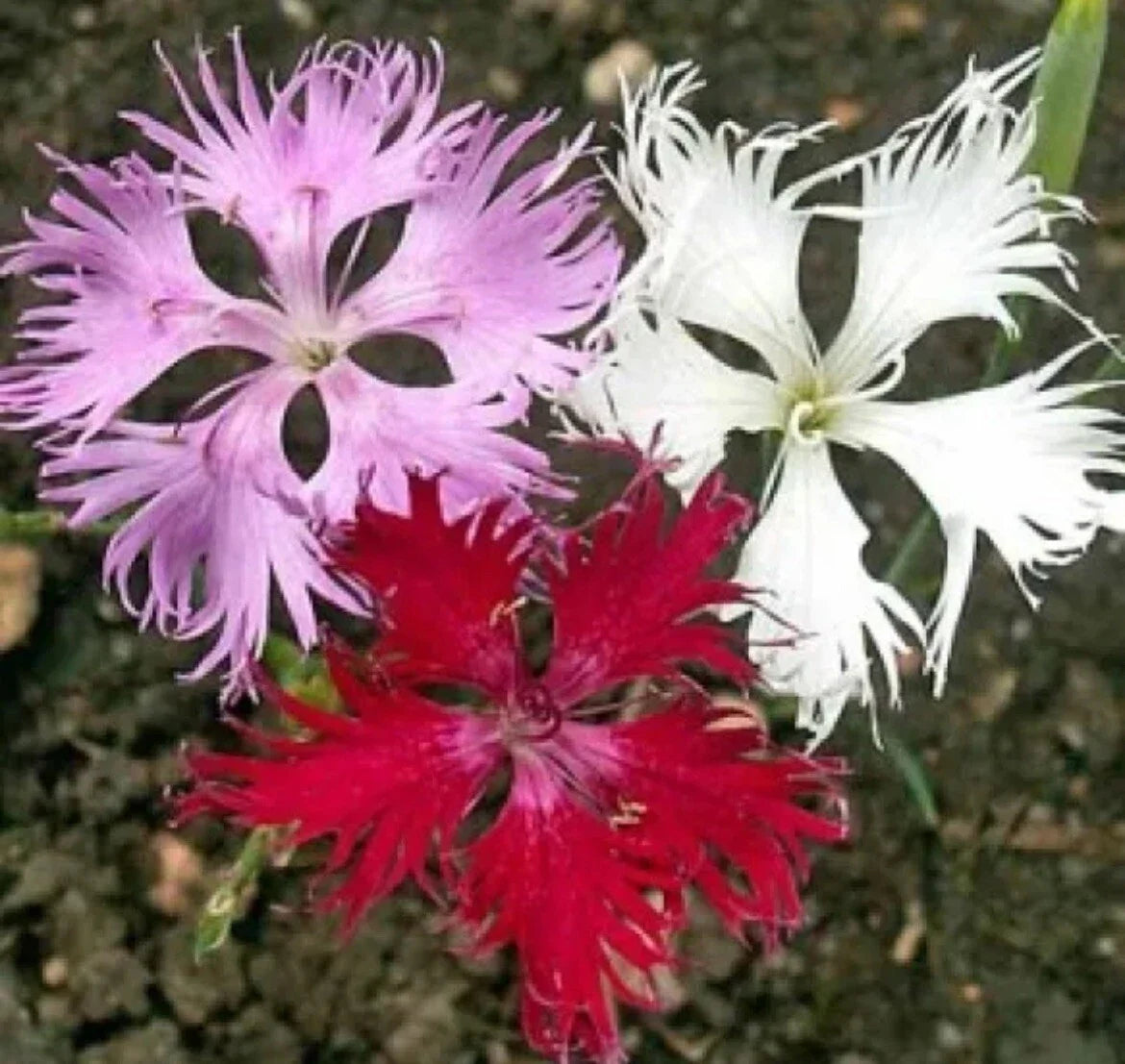 Dianthus Seeds - 100 Fringed Pink Flower Seeds - Easy Grow Garden Bedding Plants - Dianthus plumarius
