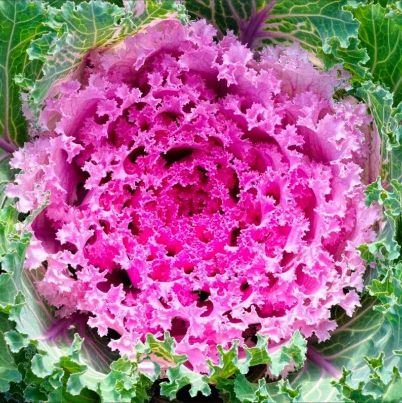 Ornamental Kale Seeds - Songbird Pink - 40 Seeds - Brassica oleracea - Vibrant Foliage for Gardens, Borders & Containers