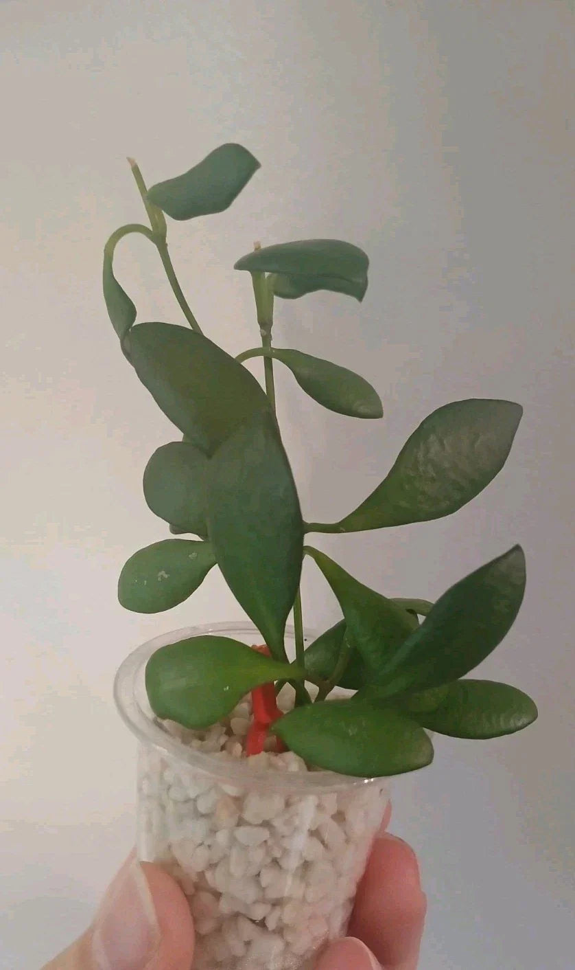 Hoya Heuschkeliana Cutting - Easy Care Tropical Indoor Plant with Fragrant Flowers