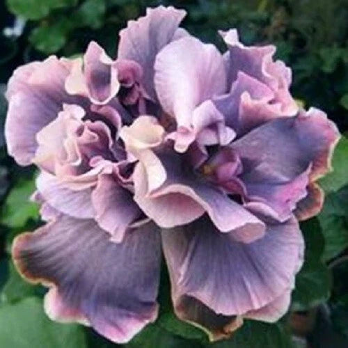 Double Gray Purple Flower Seeds - 20 Perennial Anemone hupehensis for Gardens, Borders, Cut Flowers