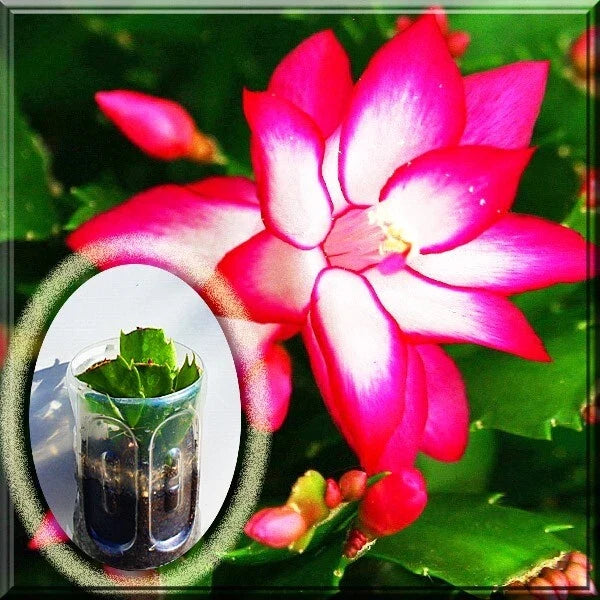 Pink Christmas Cactus Live Plant - Schlumbergera Zygo - 2.5" Pot, Holiday Flowering Indoor Plant