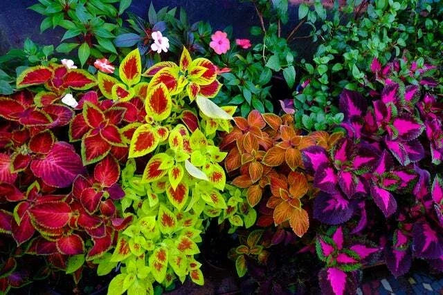 Coleus Seeds - Rainbow Mix, Colorful Foliage, Plectranthus scutellarioides, 100+ Seeds for Indoor & Outdoor Gardening