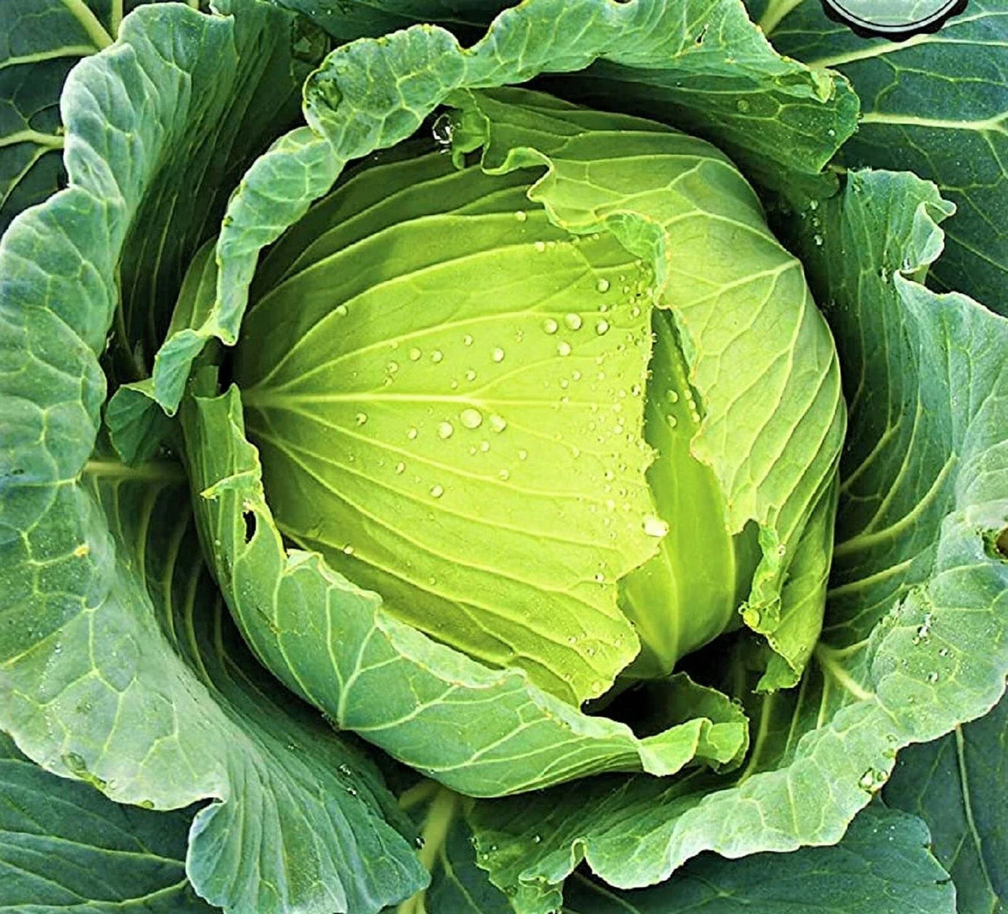 Golden Acre Cabbage Seeds - 200+ Non-GMO Brassica oleracea var. capitata Seeds