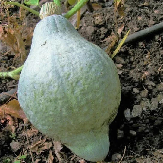 Blue Hubbard Squash Seeds - Winter Squash Variety, Gray Blue Color, Cucurbita maxima, 20 Seeds, Heirloom, USA Grown