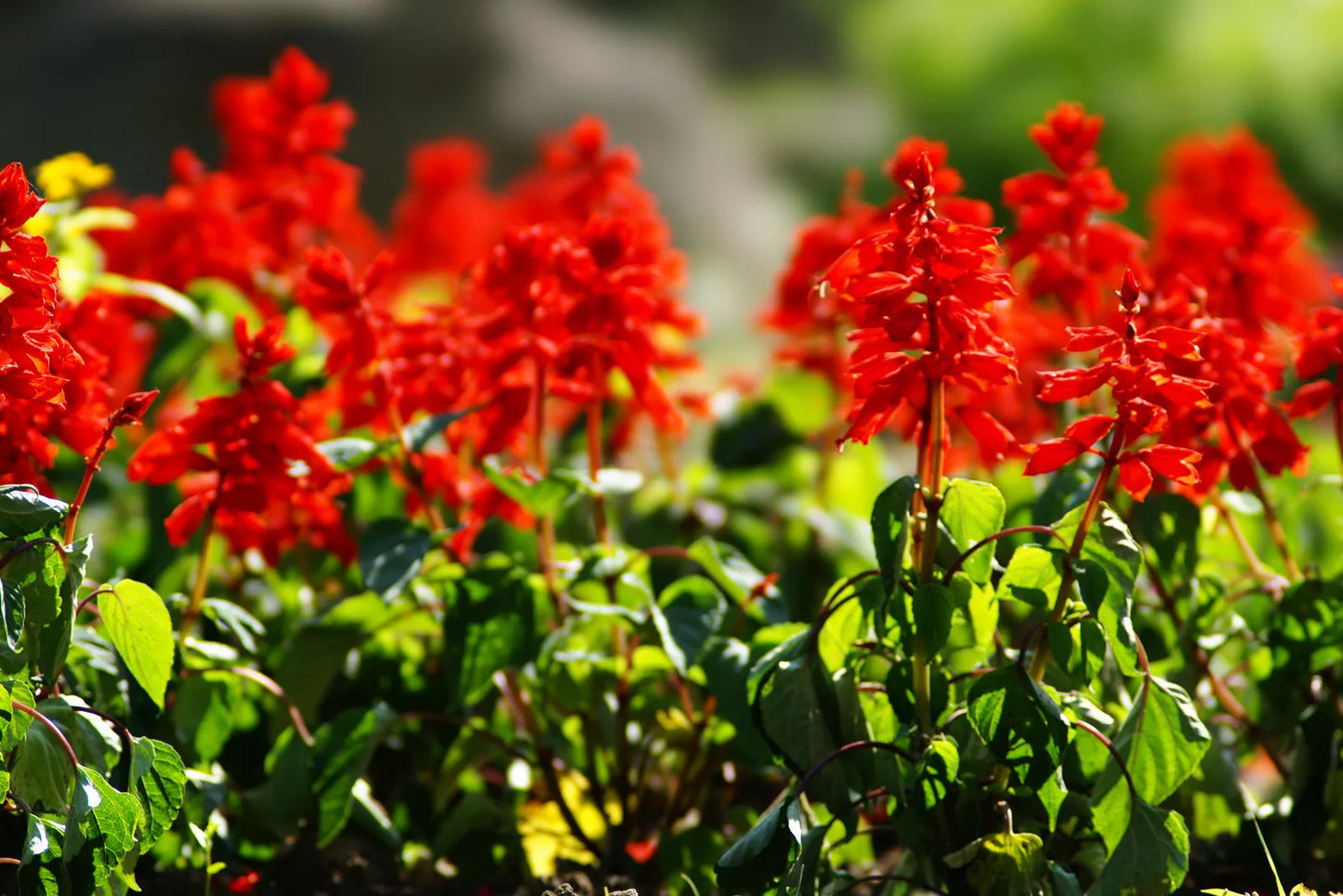 Scarlet Sage Seeds - 300 Packets - Hummingbird Red Flowers - Salvia splendens - Easy to Grow, Non-GMO Pollinator Seeds