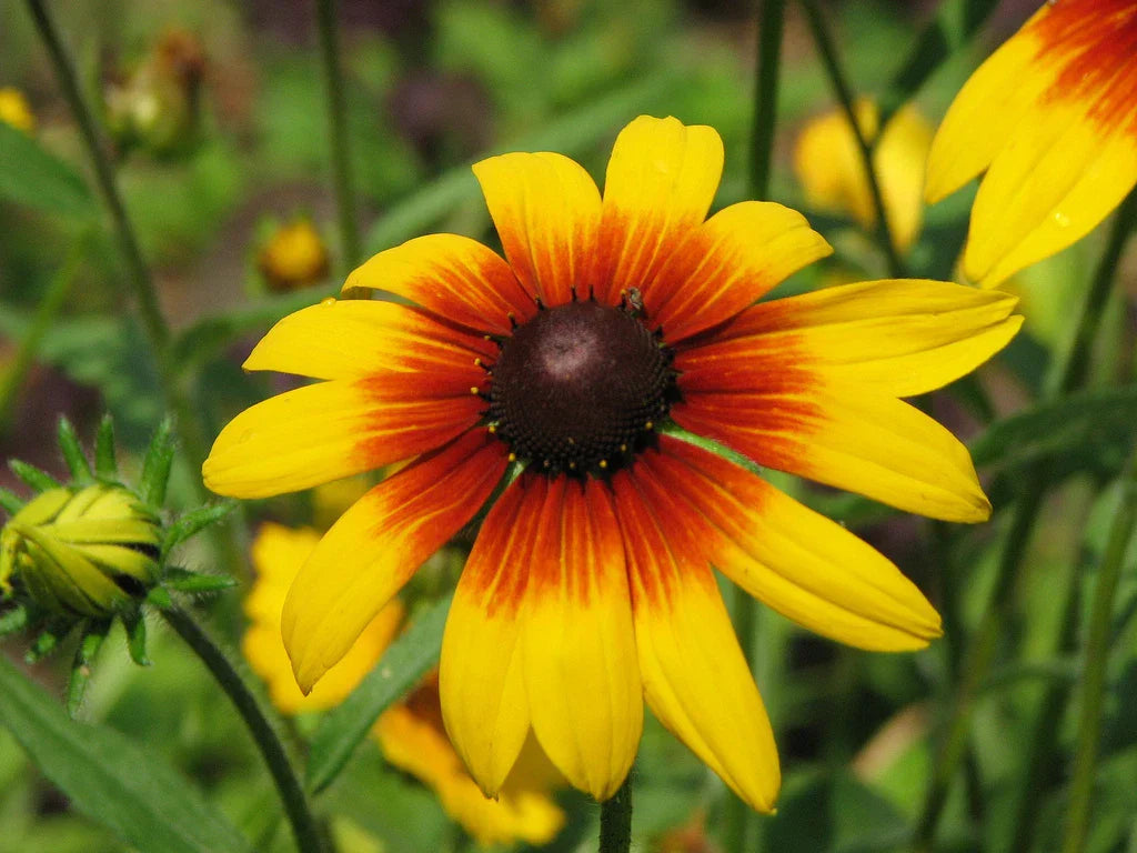 Gloriosa Daisy Seeds NON-GMO Rudbeckia hirta | Multiple Sizes | Free Shipping
