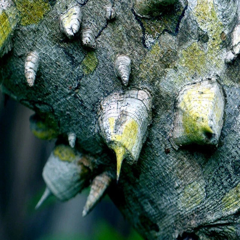20 Hercules Club Tree Seeds | Zanthoxylum clava-herculis | Fast Growing Rare Prickly Ash